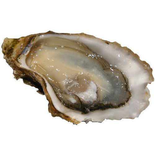 Oysters: