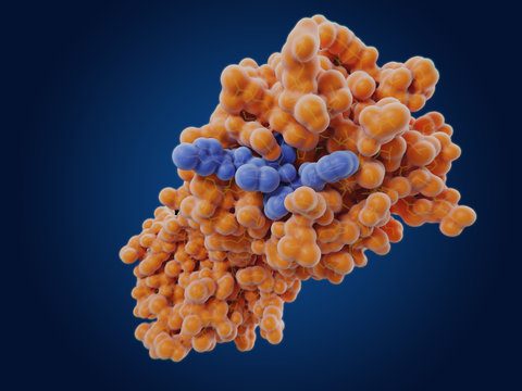 Classification of enzymes