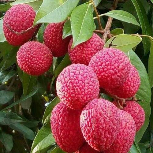 Litchi